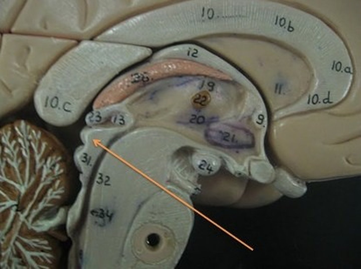 <p>-Upper pair of corpora quadrigemina</p><p>-Function in visual attention, tracking moving objects, and some reflexes</p>