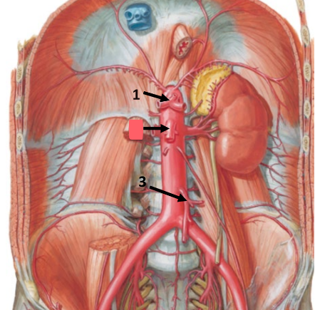 <ul><li><p>supplies duodenum, pancreas, jejunum, ileum, cecum, ascending colon, transverse colon</p></li><li><p>summary: all small intestine, some of large intestine</p></li></ul><p></p>