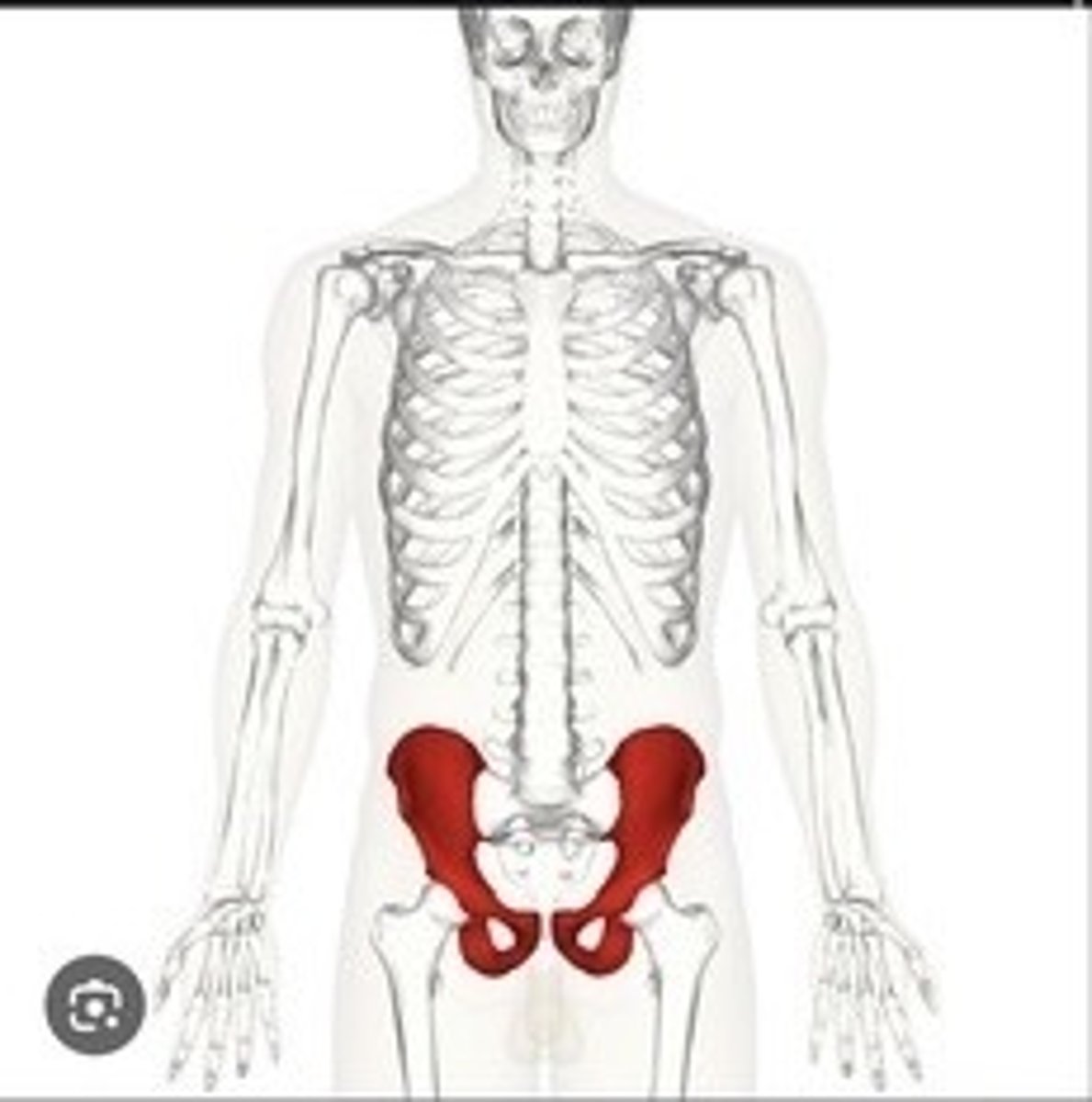 <p>Hip bones forming the pelvic girdle.</p>