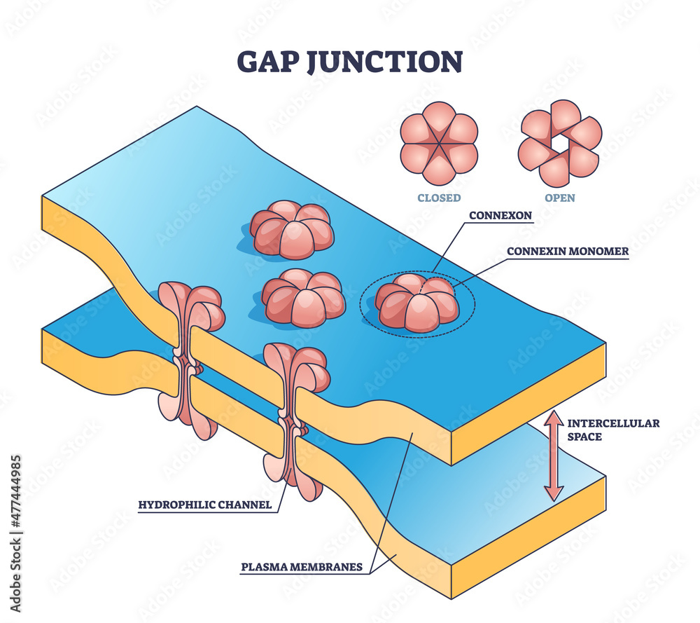 <p>Connexons form protein channels allow molecules to pass for communication</p><ul><li><p>Rapid Communications</p></li><li><p>Allow ions to pass</p></li><li><p>Coordinated contractions </p></li></ul>