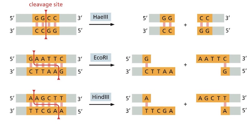 <p>they cleave DNA at specific nucleotide sequences. different bacterial species produce different restriction enzymes</p>