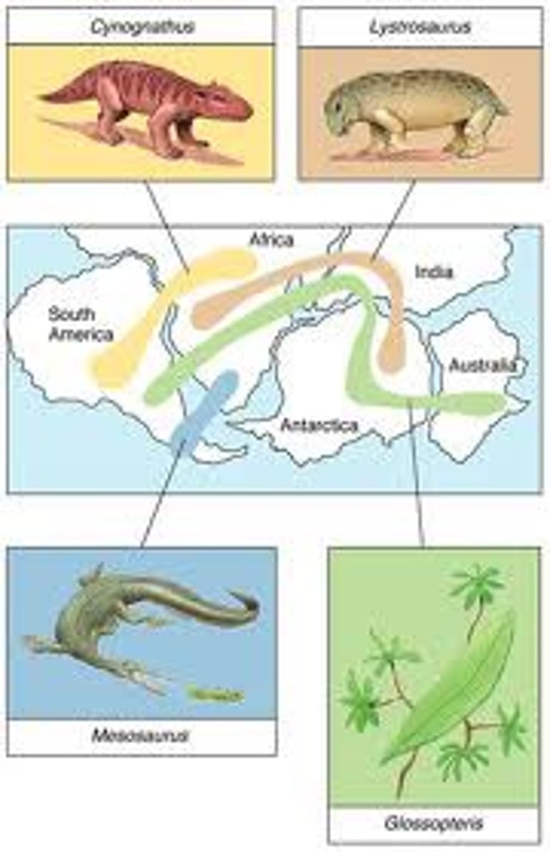 <p>The study of the geographical distribution of fossils and living organisms</p>