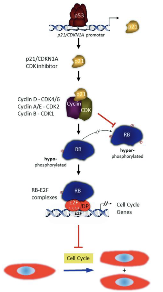 <p>In mammalian proteins again (Rb protein)</p><ul><li><p>DNA damage causes expression of p53 → p53 turns on expression of p21 → p21 binds to g1 cyclin-cdk complex to stop it from working</p></li><li><p>Cdk cannot inactivate Rb, Rb continues to hang out to E2F (hypophosphorylated) and prevent steps for DNA synthesis</p></li><li><p>Rb is a tumor suppressor, a <em>lof</em> in this gene is associated w/ cancer (i.e unregulated cell proliferation)</p></li></ul><p></p>