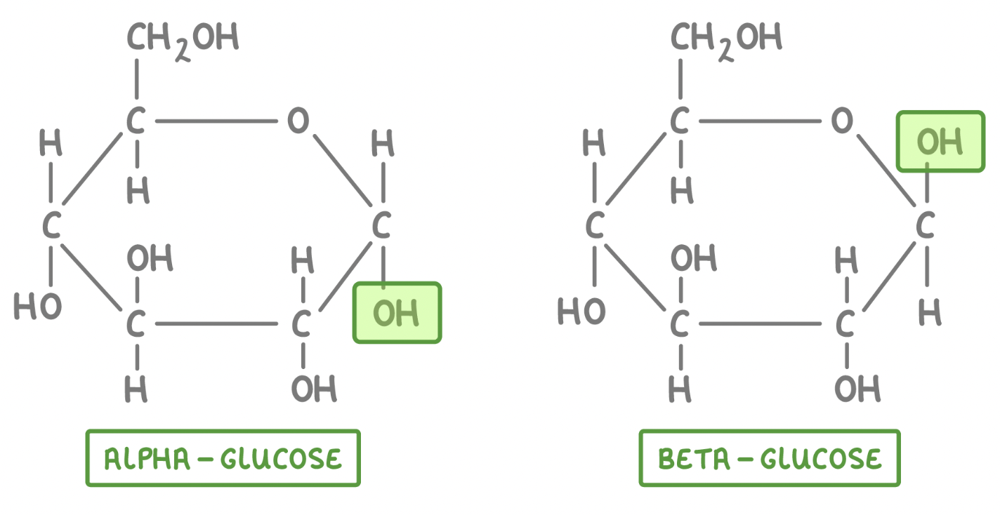 <ul><li><p>only difference is the location of the hydroxyl group on carbon #1</p><ul><li><p>cis-trans isomers</p><ul><li><p>generally animals can only produce alpha in large quanitities</p></li></ul></li></ul></li></ul><p></p>