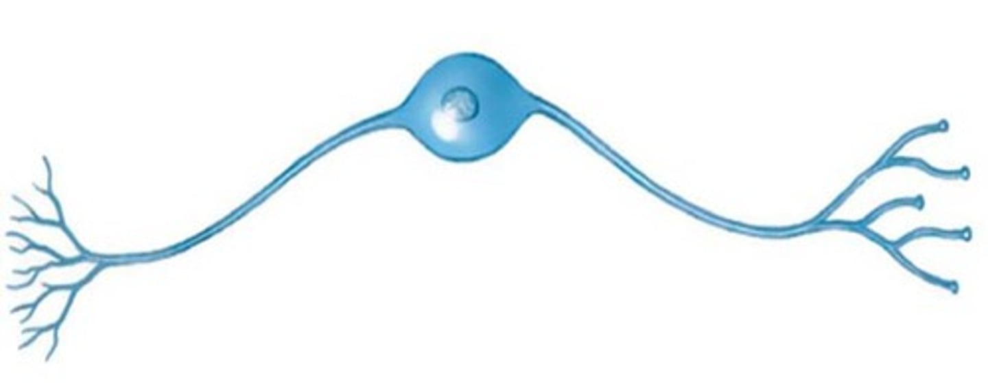 <p>one axon and one dendrite</p>