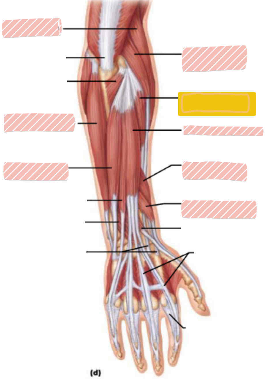 <p><span>Posterior arm</span></p>