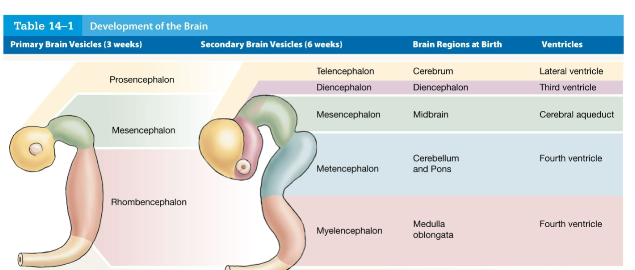 <p>What are the primary and secondary brain vesicles, their corresponding brain regions at birth, and associated ventricles?</p>