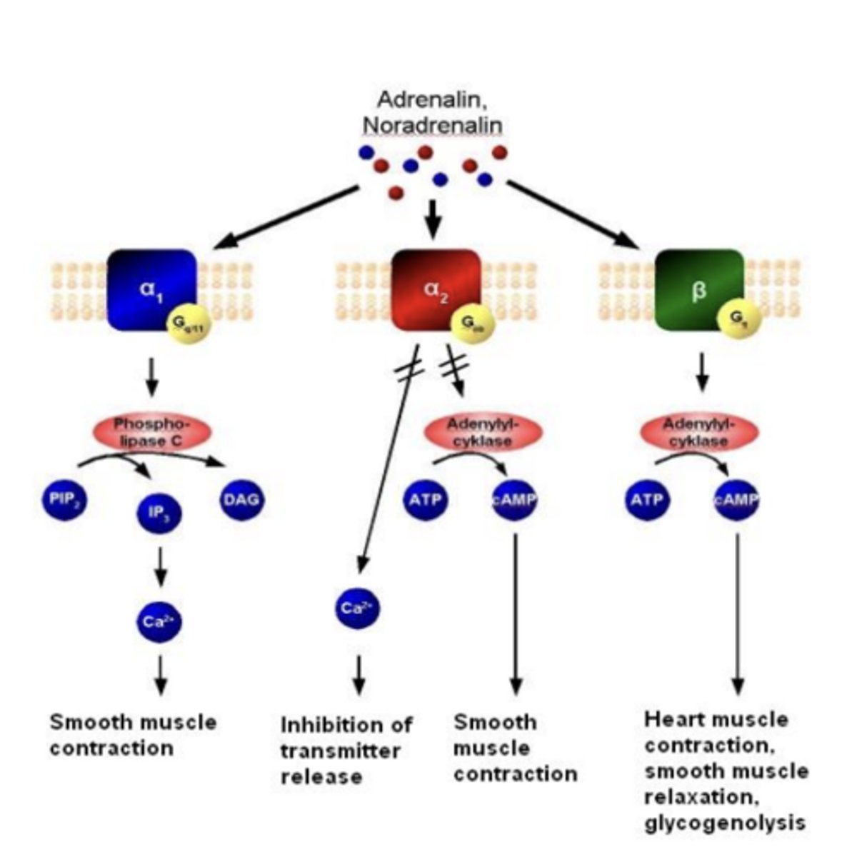 <p>α1 activates Gq---&gt; activates phospholipase C</p>