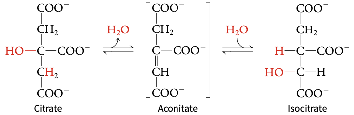 <p>citrate → isocitrate</p>