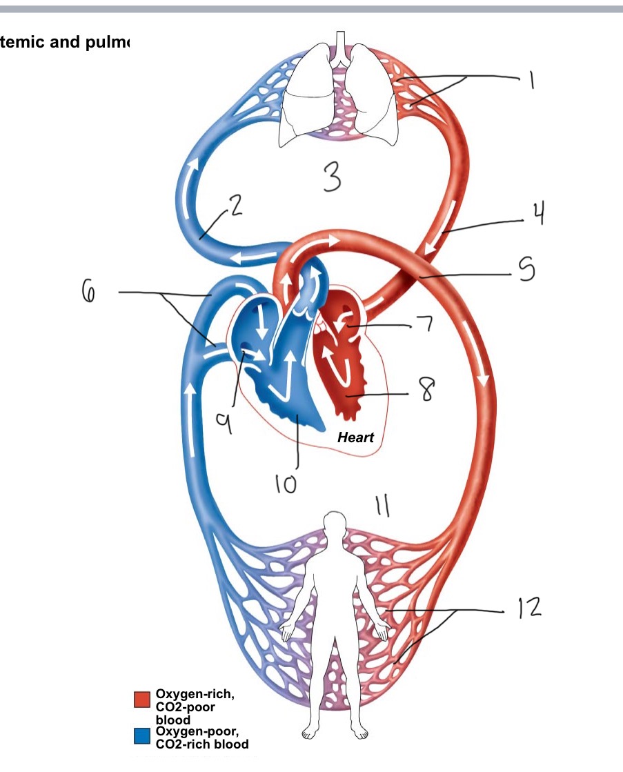 <p>9</p>