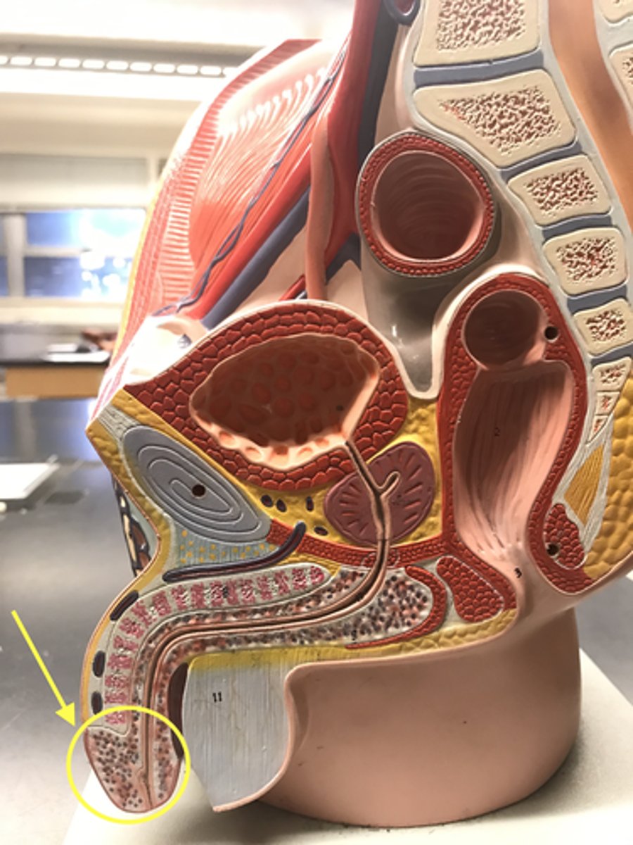 <p>The tip</p><p>Name this REGION</p>