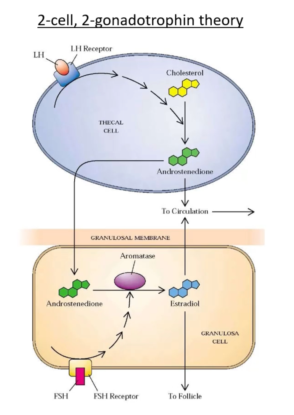 <p><span>Theca cells synthesize androgens under LH.</span></p><p class="p1"></p><p class="p1"><span>Granulosa cells convert androgens to estrogens via aromatase under FSH.</span></p><p class="p1"><span>Late-stage granulosa cells acquire LH receptors allowing them to also produce progesterone.</span></p>