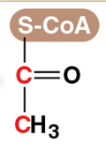 <p>Acetyl CoA / Acetyl coenzyme A</p>