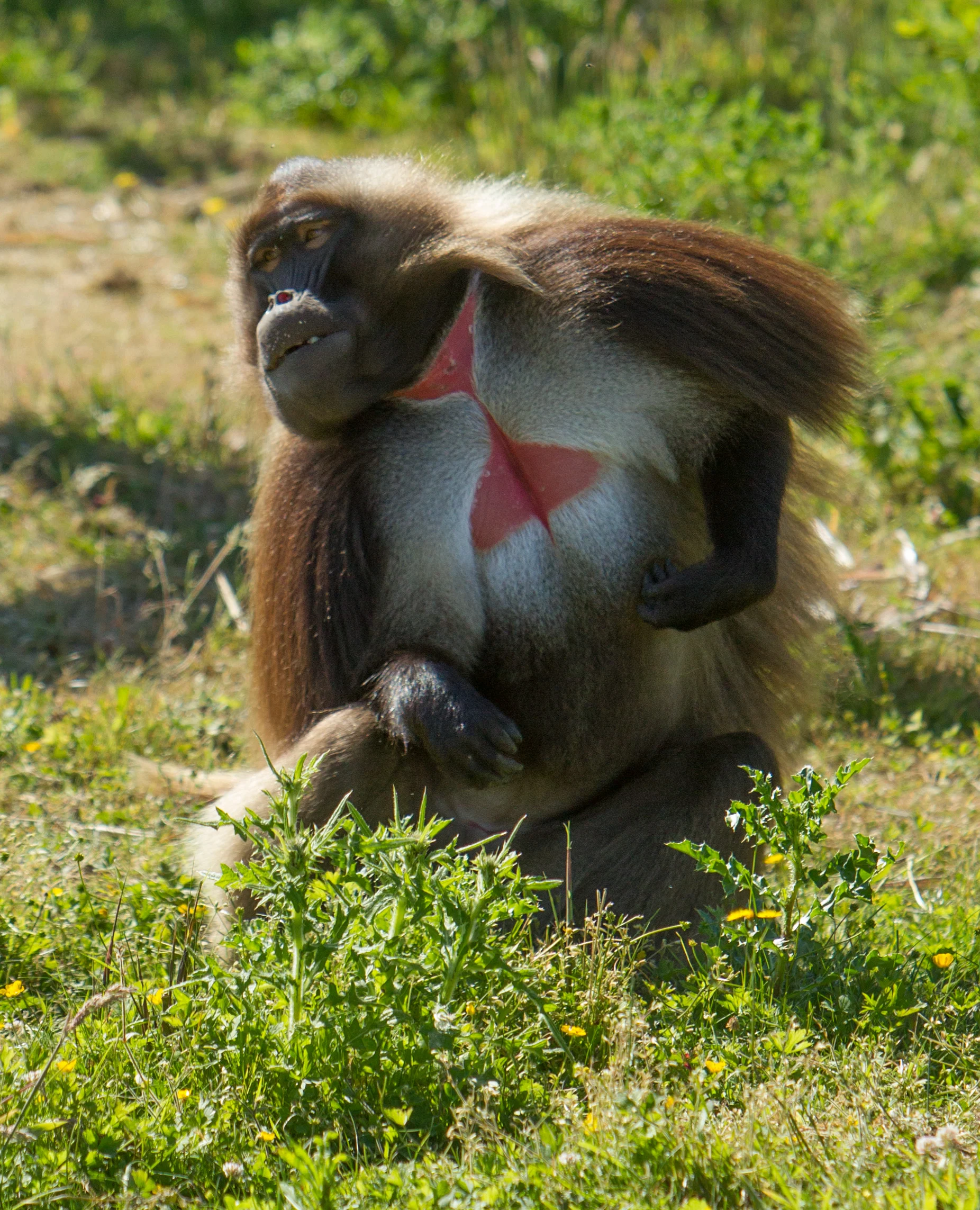 <p>gelada baboons</p>