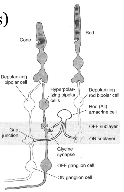 <ol><li><p>rod→ rod ON bipolar → rod A II Amacrine → cone ON bipolar <strong>(gap junction) </strong>→ ON ganglion cell </p></li><li><p>rod→ rod bipolar → rod A II amacrine → OFF ganglion cell </p></li><li><p>rod→ cone (gap junction) → ON and OFF bipolar cell → ON and OFF ganglion cell </p></li><li><p>rod → OFF cone bipolar → OFF ganglion cell</p></li></ol><p></p>