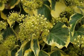<p>English Ivy</p>