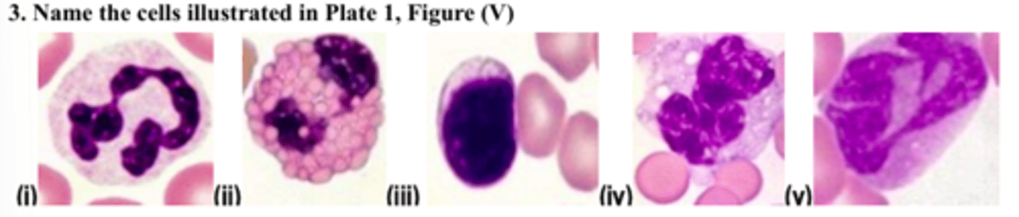 <p>What are the cells illustrated in Plate 1, Figure (V)?</p>