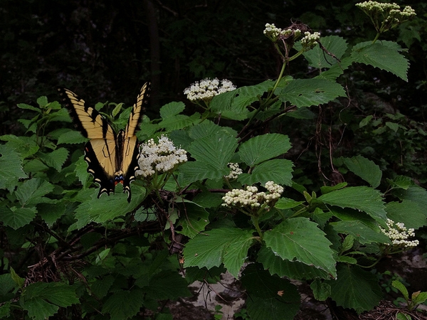 <p><em>Viburnum dentatum</em></p>