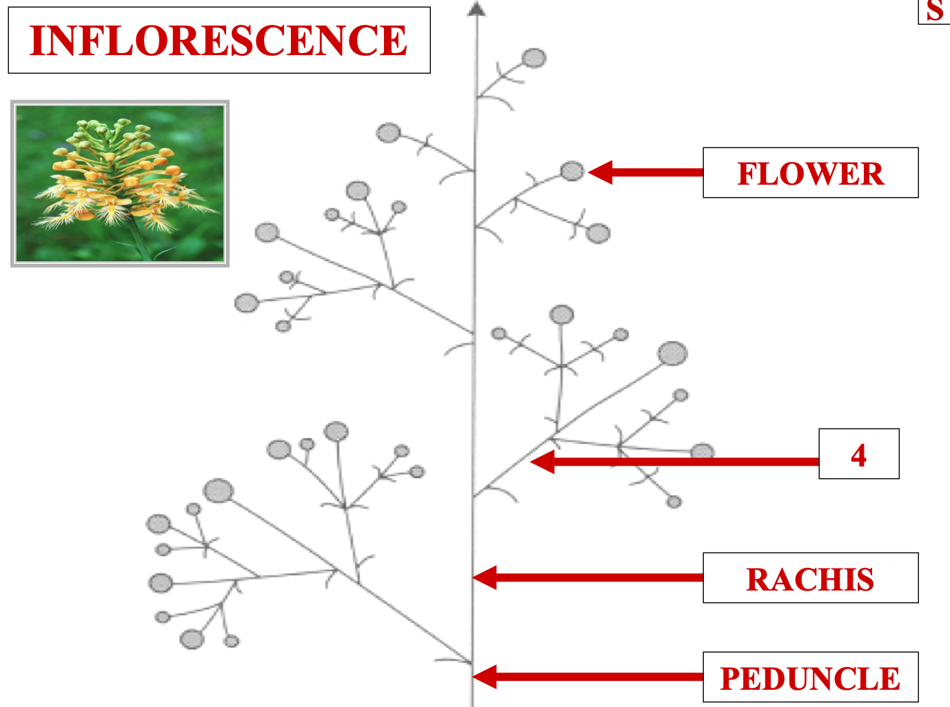 <p>name structure 4</p>