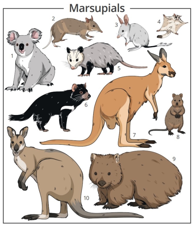 <p>marsupial</p>