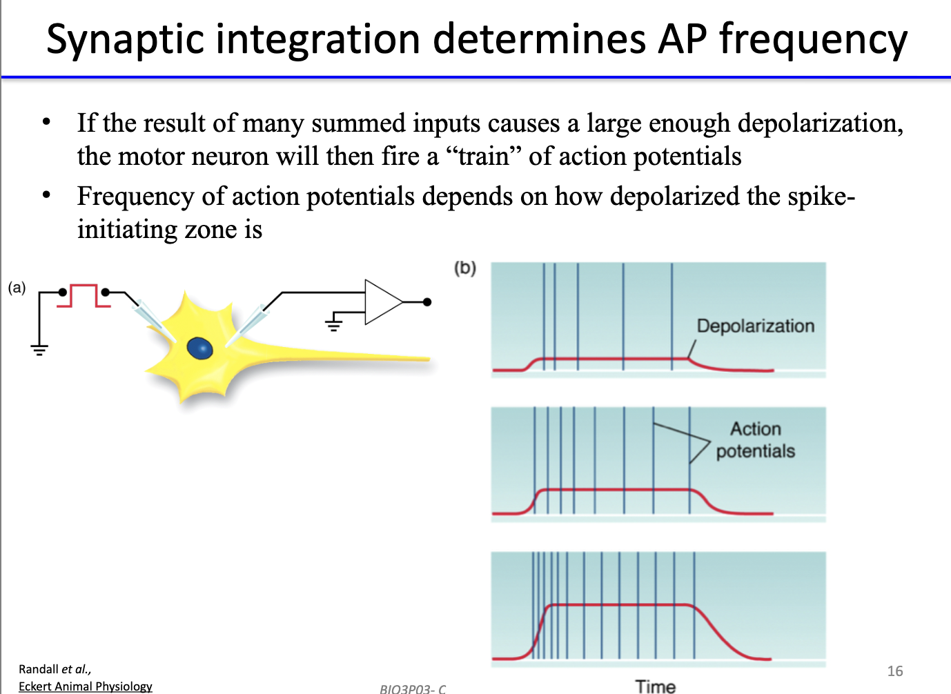 <ul><li><p><strong>Summed inputs</strong> → if large enough depolarization → neuron fires <strong>AP train</strong>.</p></li><li><p><strong>AP frequency</strong> proportional to <strong>degree of depolarization</strong> at spike-initiation zone.</p></li></ul><p></p>