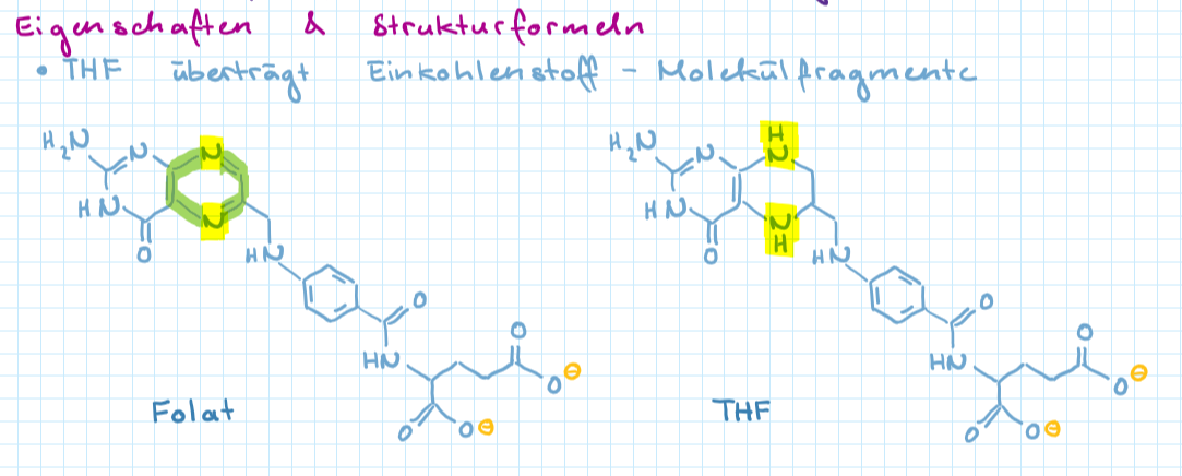 <ul><li><p>überträgt Einkohlenstoff-Molekülfragmente</p></li><li><p>Vitamin B9/Folsäure (Folat) und aktivierte Form ist THF</p></li></ul>