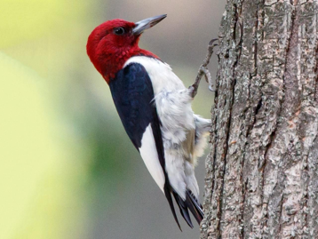 <p>Red-Headed Woodpecker</p>