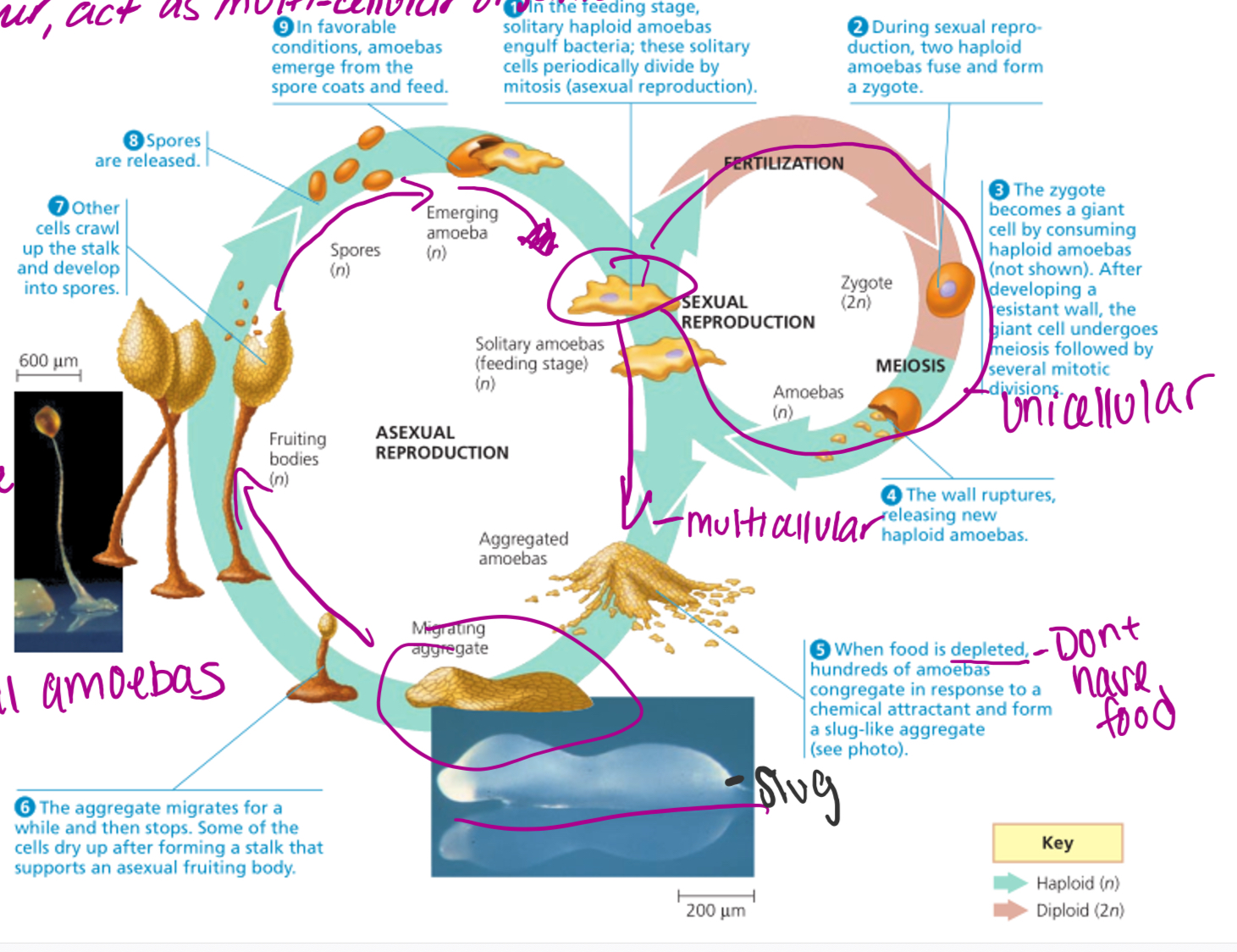 \-Organism related to amoebas

\-Period of time amoebas come together, act as multicellular organism.

* After get food and reproduce they disassociate and go back to individual amoebas