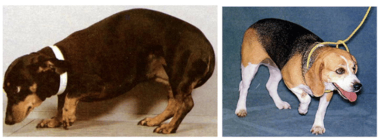 <p>- +/- tetraparesis/plegia in severe cases</p><p>- Hyperpathia (pain) of the neck</p><p>- Ipsilateral CP deficits or bilateral in fore/hindlimbs</p><p>- +/- Ipsilateral hemiparesis/plegia</p><p>- UMN fore- and hindlimb reflexes</p><p>- Neck fasciculations</p><p>- Normal withdrawal reflexes in all four limbs</p><p>- +/- intact pain perception</p><p><strong>- +/- diaphragmatic paralysis (Phrenic nerve involvement in C4-C6)</strong></p><p>- Abnormal head carriage</p><p>- Root signature (Lameness associated with nerve root impingement)</p>