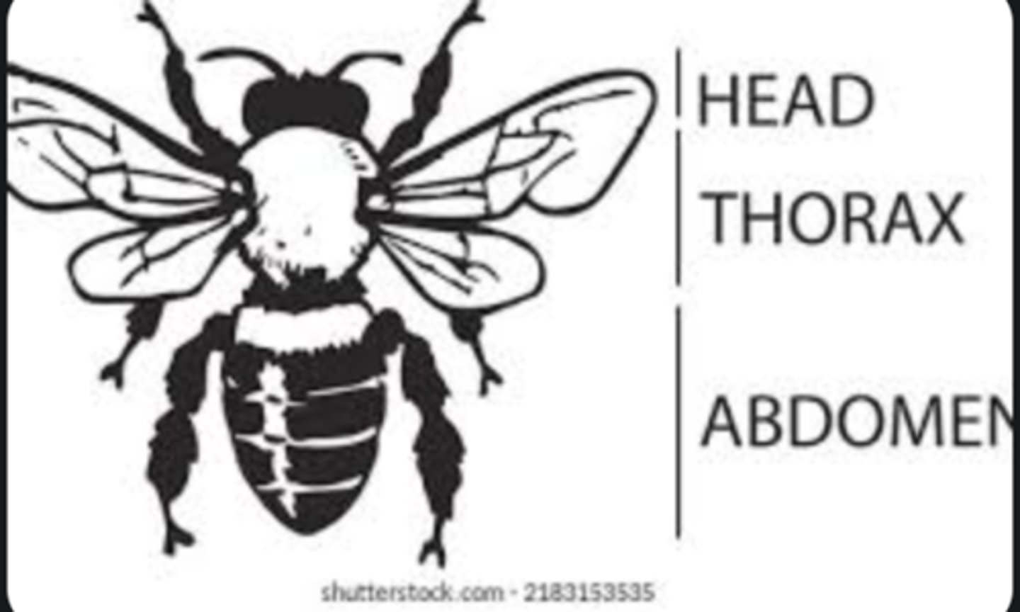 <p>The main body divisions of insects: head, thorax, and abdomen, each specialized for different functions such as sensing, locomotion, and reproduction.</p>