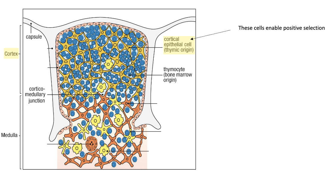 <p>In the <strong>cortex</strong> of the thymus, mediated by <strong>cortical epithelial cells</strong> (not immune cells).</p>