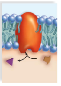 <p>KIND OF PROTEIN:<span><strong>Catalyzes a specific reaction. The membrane protein</strong> adenylate cyclase, is involved in ATP metabolism. Cholera bacteria release a toxin that interferes with the proper functioning of adenylate cyclase; sodium (Na+) and water leave intestinal cells and the individual may die from severe diarrhea&nbsp;</span></p>