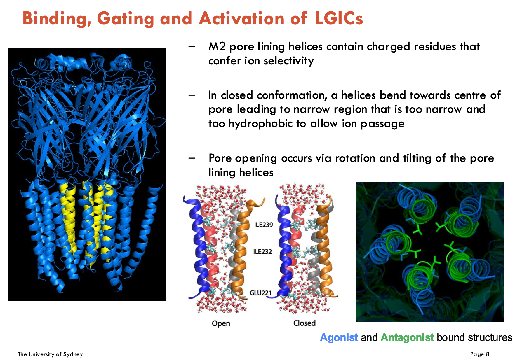 <ul><li><p>M2 pore lining helices contain charged resides that confer ion selectivity</p></li><li><p>In closed conformation, α helices bend towards centre of pore → leads to narrow region that is too narrow and too hydrophobic to allow ion passage</p></li><li><p>Pore opening occurs via rotation and tilting of the pore lining helices</p></li></ul><p></p>
