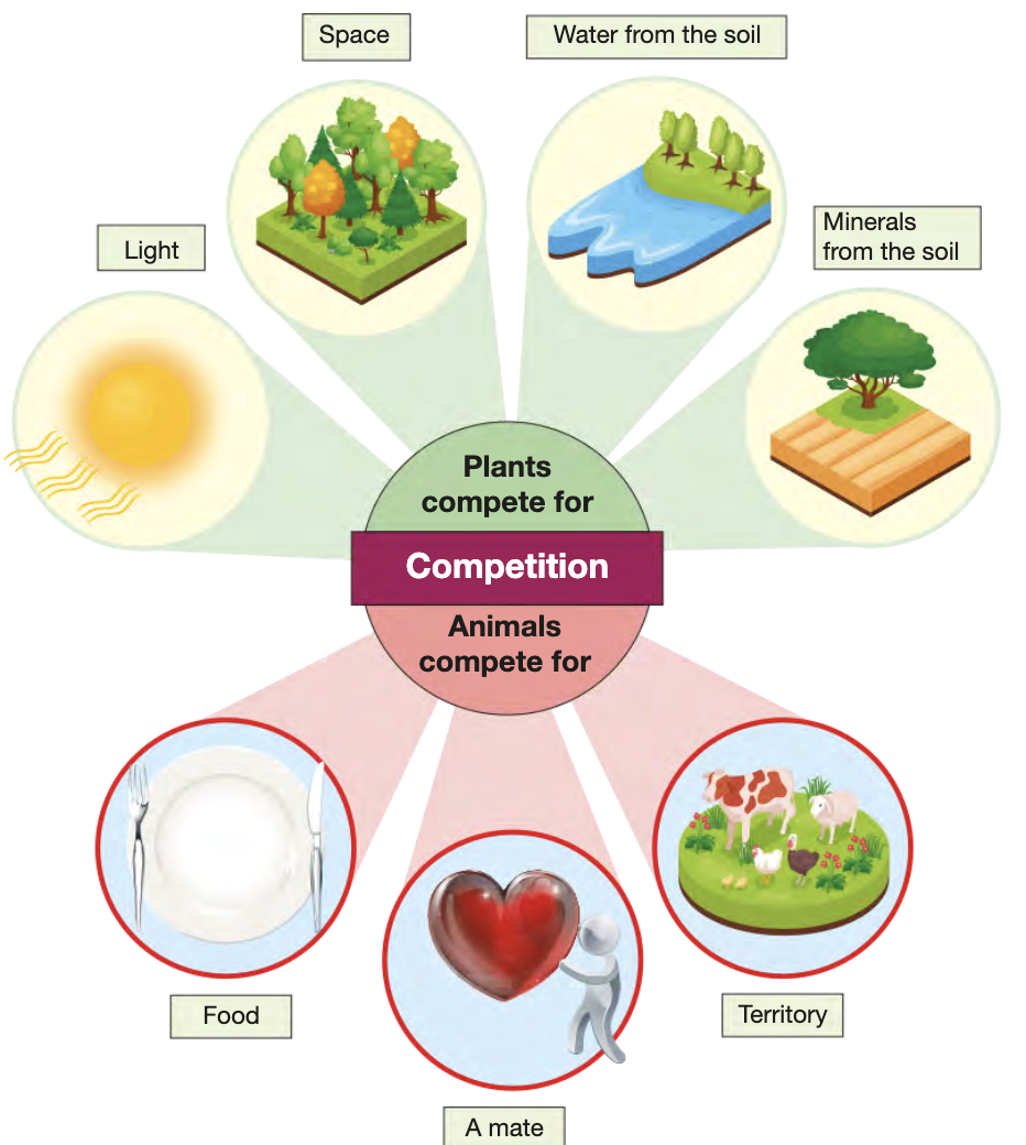 <ul><li><p>ompete for same resources (e.g. light, oxygen, nutrients, prey, space, sexual partners)</p></li><li><p>no 2 species have identical requirements - overlap is where there is competition</p></li><li><p>outcome generally has negative effects on weaker competitors</p></li><li><p>more intense amongst members of smae species </p></li><li><p>outcompeted species must adapt to remaining available resources or become extinct </p></li><li><p>significant drive of natural selection and evolution</p></li></ul><p></p>