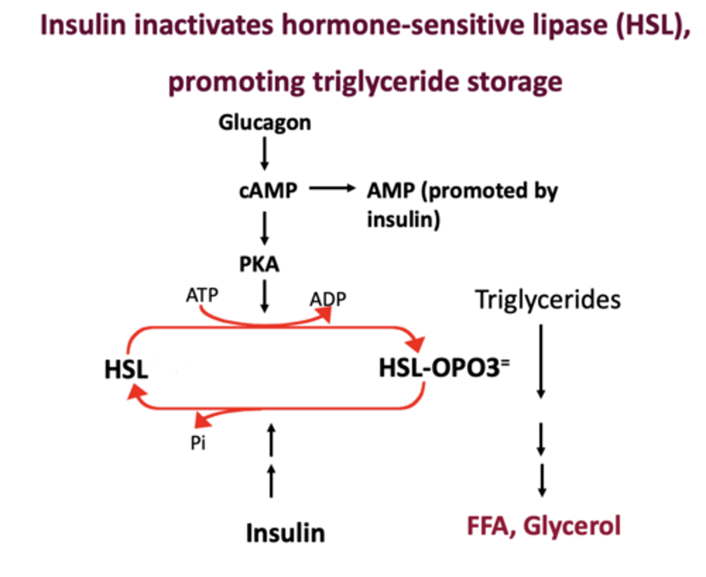<p>hormone sensitive lipase</p>