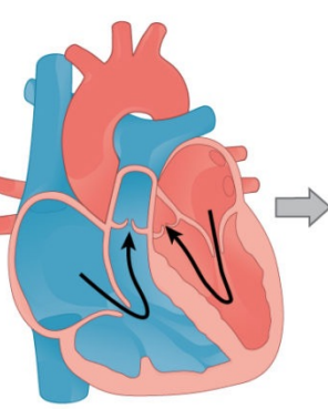 <p>Atria contract Blood moves from atria to ventricle</p>