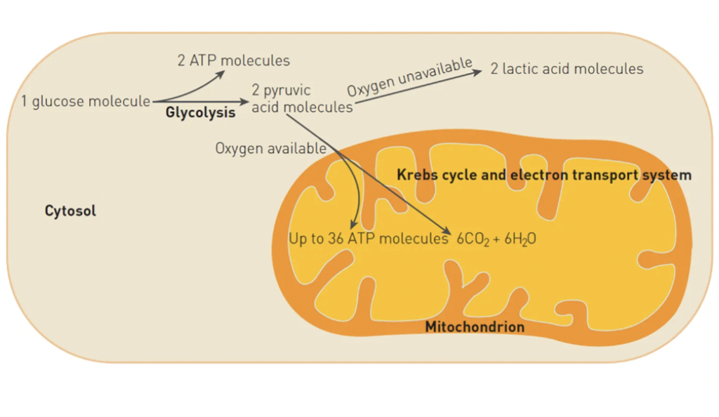 <p>The complete breakdown of glucose to carbon dioxide and water requires oxygen. The pyruvate produced from glycolysis is completely broken down to carbon dioxide and water. Aerobic respiration occurs in the cytosol (the initial breakdown of glucose) and mitochondria (Krebs cycle and electron transport chain) of the cell. To complete the breakdown of glucose, the two pyruvate molecules produced in glycolysis must enter the mitochondrion, where enzymes are available to allow the next series of reactions to occur. For the pyruvate to enter the next pathway it is first converted to acetyl coenzyme A (acetyl CoA). To do this, a carbon dioxide molecule is removed from the pyruvate and the remaining two- carbon structure joins to CoA. No ATP is produced. The acetyl CoA then enters the krebs cycle. Here carbon atoms in the acetyl CoA are released in carbon dioxide. For every acetyl CoA that enters the krebs cycle, one molecule of ATP is produced. This means that two ATP molecules are produced. The final stage of cellular respiration is the electron transport system, the only stage that uses oxygen. Here electrons are passed between molecules, finally resulting in oxygen molecules forming water. Around 26-34 ATP molecules is produced from this. Aerobic respiration can produce up to 38 ATP molecules. </p>