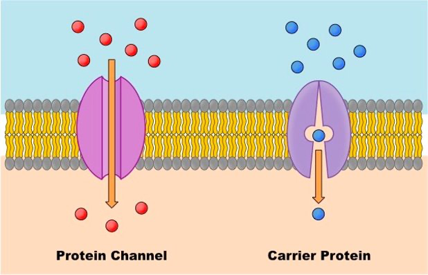 <p>Channel proteins and carrier proteins.</p>