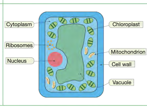 <ul><li><p>ground tissue system</p></li><li><p>reside directly under upper epidermis, stakcer vertically to max space and fit more in </p></li><li><p>receive most light, contain most cholorplast to max absorption of light and of photosynthesis </p></li></ul><p></p>
