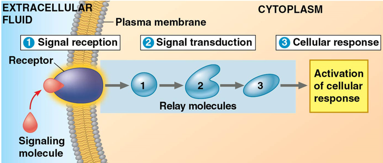 <ol><li><p>signal reception - target cell detects a signaling molecule in the extracellular fluid that binds to a receptor protein on the cell surface/ plasma membrane</p></li><li><p>signal transduction - binding of a signaling molecule alters the receptor and initiates a signal transduction pathway (series of steps)</p></li><li><p>cellular response - transduced signal triggers a specific response in the target cell</p></li></ol><p></p>