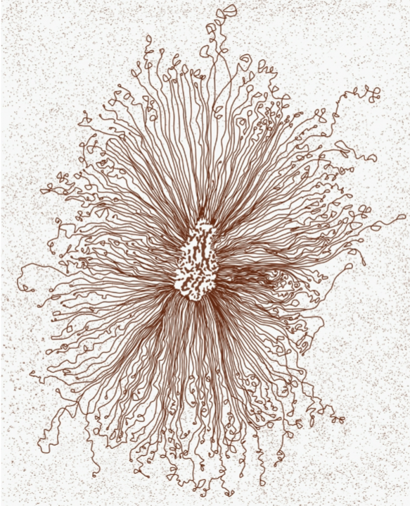 <ul><li><p># of loops varies according to size of bacterial chromosome and species</p></li><li><p>E. coli has 400-500 microdomains</p></li><li><p>organizes adjacent microdomains in E.coli, 800-1000 kbp</p></li></ul><p></p>