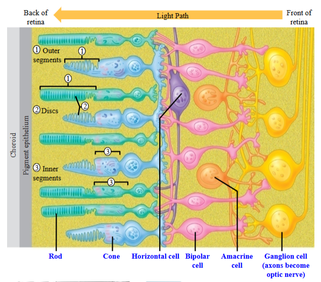 <ul><li><p>Horizontal, bipolar, and amacrine cells. </p></li><li><p>Take information from the photoreceptors and transfers the information to retinal ganglion cells that make up the optic nerve. </p></li><li><p>Information from the retina is taken back to the lateral geniculate nucleus, where they synapse and travel back to the cortex. </p></li></ul><p></p>