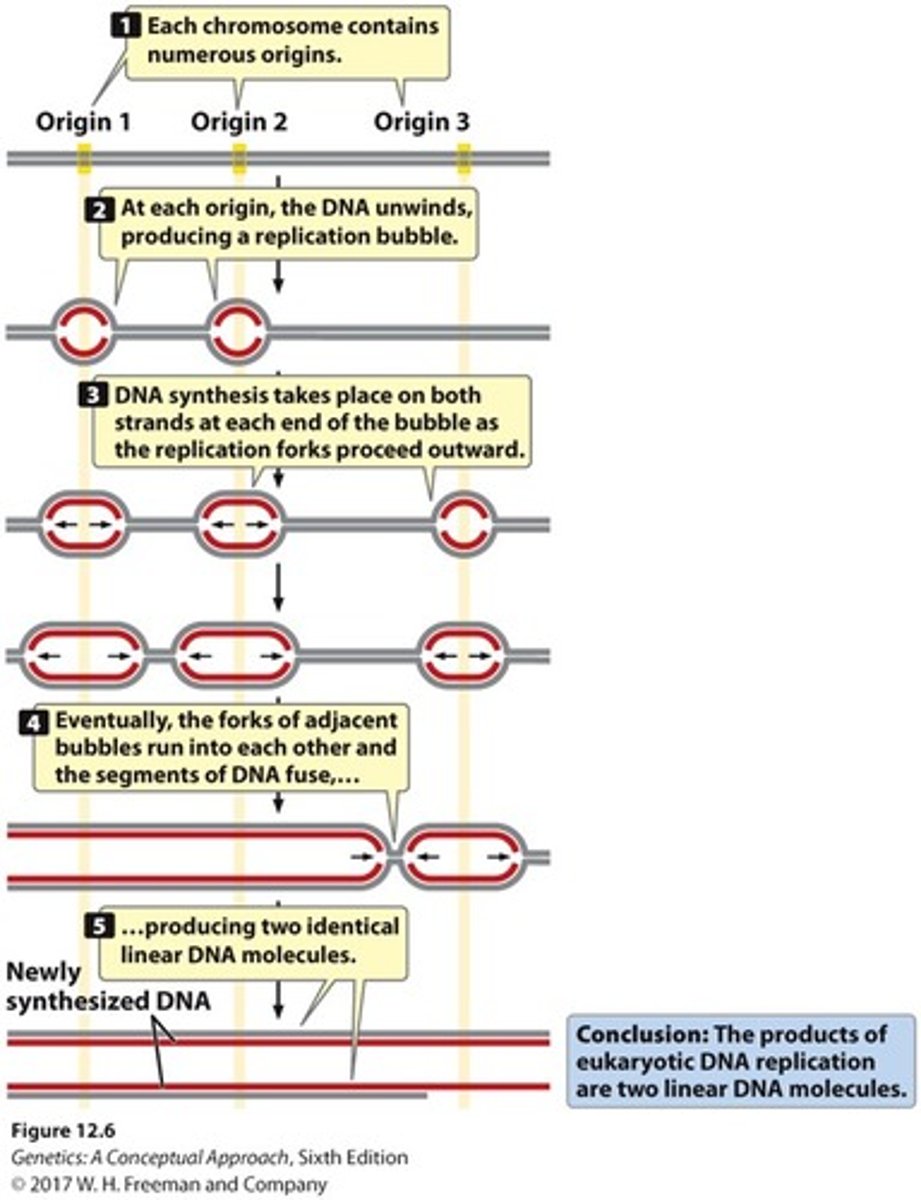 <p>- contain multiple origins of replication where replication bubbles form</p><p>- each replication bubble has two replication forks(DNA unwinds)</p><p>- synthesis occurs on both strands until they meet and fuse</p><p>- produces two identical linear DNA molecules</p>