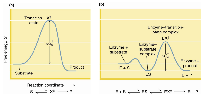 <p><span>&nbsp;<strong>to reduce the energy</strong></span> barrier between substrate S and transition state X‡</p>