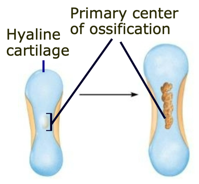 1. Appears in diaphysis 
2. Bone replaces cartilage 