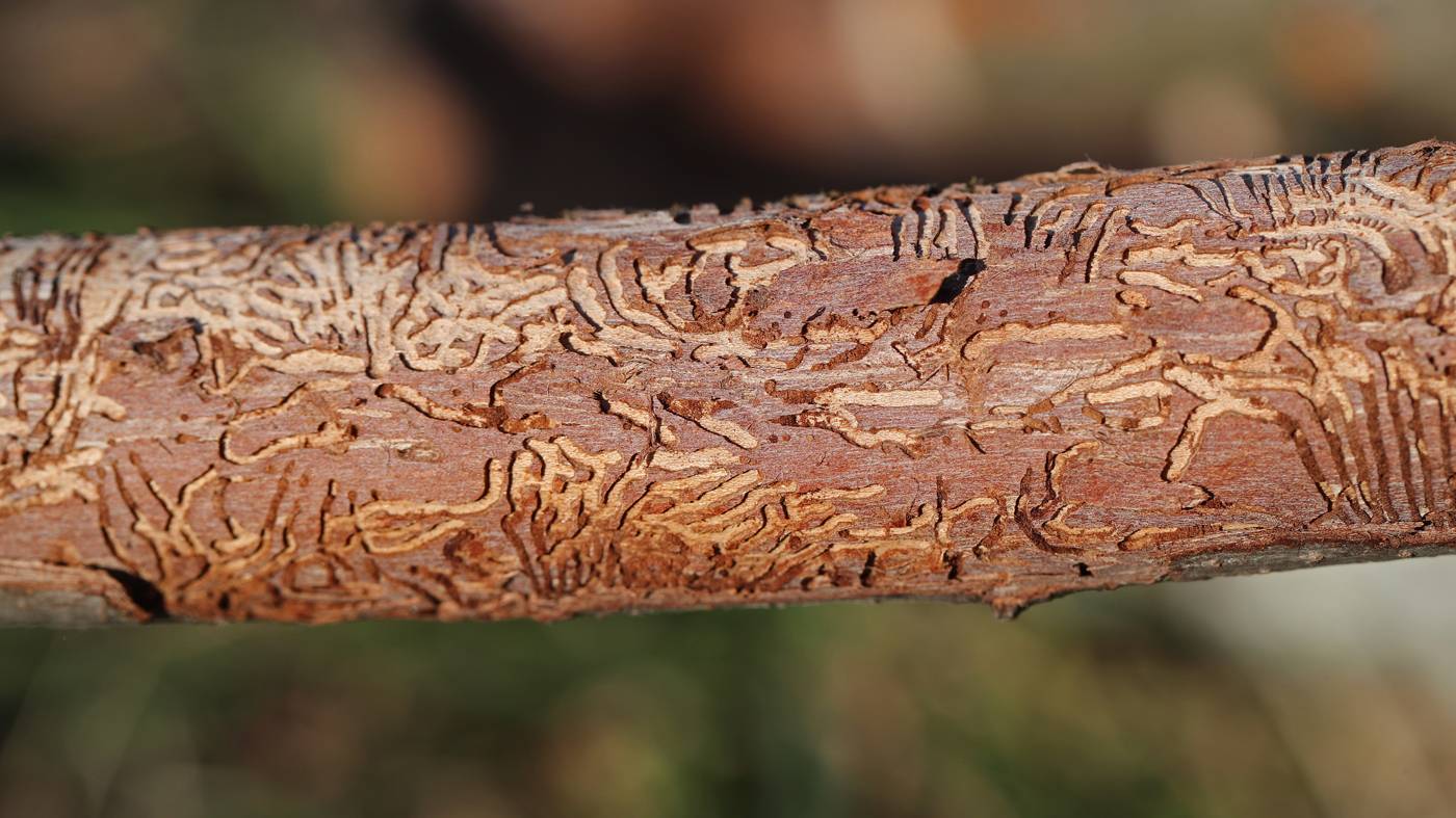 bệnh cây du Hà Lan  Dutch elm disease has killed thousands of trees.