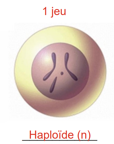 <p>Cellule contenant 1 seul jeu de chromosomes (n)</p><p>pas de chromosome homologue </p><p>possède la moitié des chromosomes du diploïde → les gamètes</p>