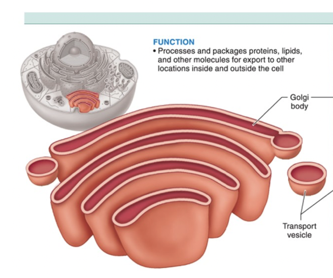 <p>golgi apparatus </p>