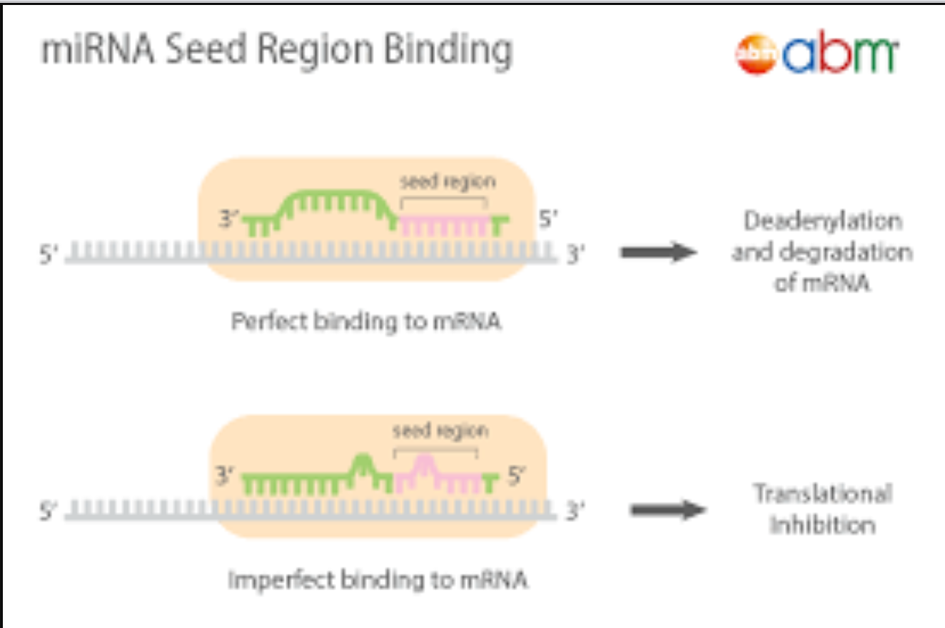 <p>The most crucial region in an miRNA that determines the binding to a mRNA 3’ UTR region</p>