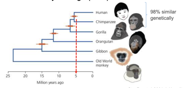 <p>Age Phylogeny - of humans and chmpanzees</p>